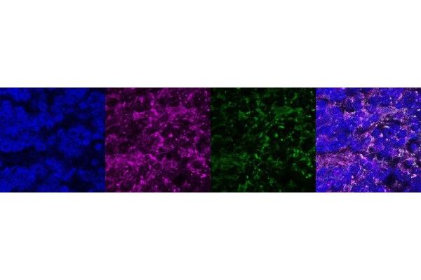 CCDC153 antibody