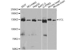 Western blot analysis of extracts of various cell lines, using VCL antibody. (Vinculin antibody)