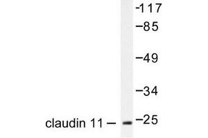 Image no. 1 for anti-Claudin 11 (CLDN11) antibody (ABIN265360)