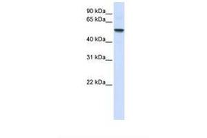Image no. 1 for anti-Ectonucleoside Triphosphate diphosphohydrolase 8 (ENTPD8) (AA 110-159) antibody (ABIN6739185) (ENTPD8 antibody  (AA 110-159))