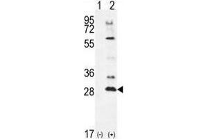 Western blot analysis of TSSK4 (arrow) using rabbit polyclonal TSSK4 Antibody (C-term) .