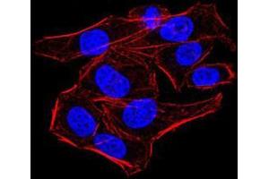 Immunofluorescence analysis of HeLa cells using AOF1 mouse mAb. (KDM1B antibody  (AA 6-129))