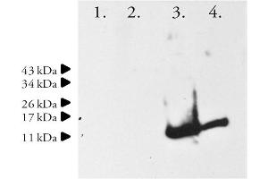 Image no. 1 for anti-Synuclein, alpha (SNCA) (AA 1-15) antibody (ABIN334636) (SNCA antibody  (AA 1-15))
