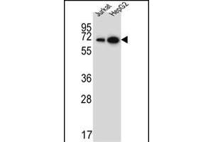 WDR43 Antibody (C-term) (ABIN651679 and ABIN2840356) western blot analysis in Jurkat,HepG2 cell line lysates (35 μg/lane). (WDR43 antibody  (C-Term))