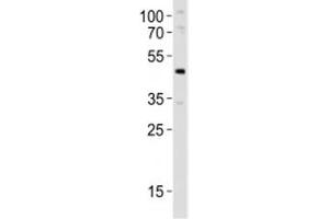 Western blot analysis of lysate from mouse pancreas tissue lysate using Pdx1 antibody at 1:1000. (PDX1 antibody  (AA 136-169))