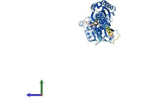 Protein Structure (PS) image for Ectonucleoside Triphosphate diphosphohydrolase 3 (ENTPD3) (AA 1-529) protein (His tag) (ABIN7547328)