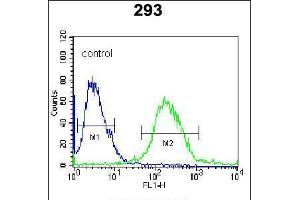 Flow cytometric analysis of 293 cells (right histogram) compared to a negative control cell (left histogram). (RUVBL1 antibody  (AA 247-280))