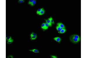Immunofluorescence staining of HepG2 cells with ABIN7170259 at 1:100, counter-stained with DAPI. (SLC45A3 antibody  (AA 408-487))