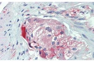 ANO1 antibody  (AA 20-239)