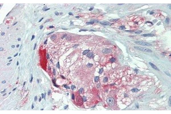 ANO1 antibody  (AA 20-239)