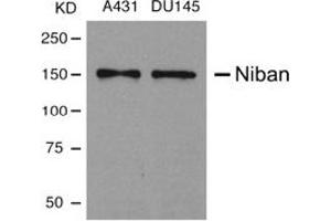 Image no. 1 for anti-Family with Sequence Similarity 129, Member A (FAM129A) (AA 908-920) antibody (ABIN197598) (Niban antibody  (AA 908-920))