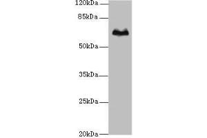 Western blot All lanes: TBX15 antibody at 5 μg/mL + Hela whole cell lysate Secondary Goat polyclonal to rabbit IgG at 1/10000 dilution Predicted band size: 66, 55 kDa Observed band size: 66 kDa (T-Box 15 antibody  (AA 1-496))