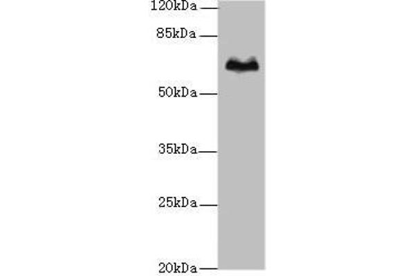T-Box 15 抗体  (AA 1-496)