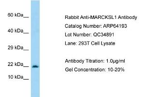 Western Blotting (WB) image for anti-MARCKS-Like 1 (MARCKSL1) (C-Term) antibody (ABIN2789760) (MARCKSL1 antibody  (C-Term))