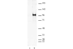 Sp1 phospho Ser101 antibody tested by Western blot. (SP1 antibody  (pSer101))