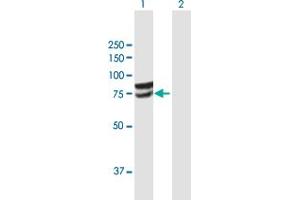 Western Blot analysis of GLCE expression in transfected 293T cell line by GLCE MaxPab polyclonal antibody. (GLCE antibody  (AA 1-617))