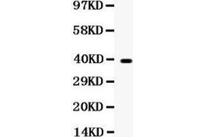 Observed bind size: 39KD (WNT7A antibody  (C-Term))