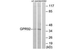 Western blot analysis of extracts from HT-29/K562 cells, using GPR92 Antibody. (LPAR5 antibody  (AA 241-290))