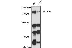 Western blot analysis of extracts of various cell lines, using HD antibody (ABIN3022053, ABIN3022054, ABIN3022055 and ABIN6218586) at 1:1000 dilution. (HDAC9 antibody  (AA 1-100))
