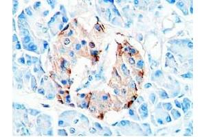 Human pancreas tissue was stained by Rabbit Anti-Glucagon (19-29)  (H) Antibody (Glucagon antibody  (AA 19-29))