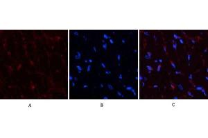 Immunofluorescence analysis of rat heart tissue. (PDGFB antibody  (AA 30-110))