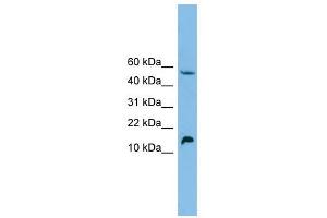 EPO antibody used at 1 ug/ml to detect target protein. (EPO antibody  (Middle Region))