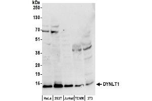 anti-Dynein, Light Chain, Tctex-Type 1 (DYNLT1) (AA 1-50) antibody