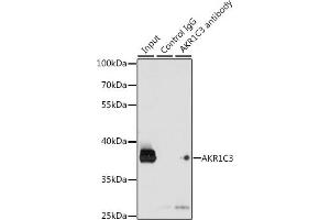 Immunoprecipitation analysis of 200 μg extracts of K-562 cells, using 3 μg C3 antibody (ABIN3022535, ABIN3022536, ABIN3022537 and ABIN6218888). (AKR1C3 antibody  (AA 1-323))