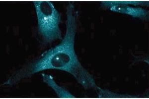 Immunoflourescent staining of human endothelial cells. (Dynactin 1 antibody  (AA 3-202))