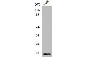 Western Blot analysis of HepG2 cells using Id4 Polyclonal Antibody (ID4 antibody  (N-Term))