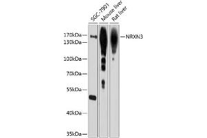 Western blot analysis of extracts of various cell lines, using NRXN3 antibody (ABIN6128373, ABIN6144867, ABIN6144868 and ABIN6214457) at 1:1000 dilution.