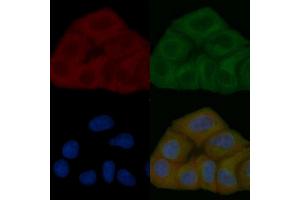 FRS2 Mouse Monoclonal Antibody staining Hela cells by IF/ICC.