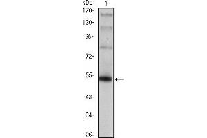 Western blot analysis using FOXP3 mAb against FOXP3-hIgGFc transfected HEK293 cell. (FOXP3 antibody)