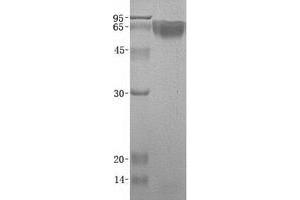 Validation with Western Blot (KNG1 Protein (Transcript Variant 2))