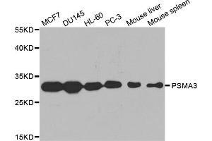 Western blot analysis of extracts of various cell lines, using PSMA3 antibody (ABIN5970587) at 1/1000 dilution. (PSMA3 antibody)
