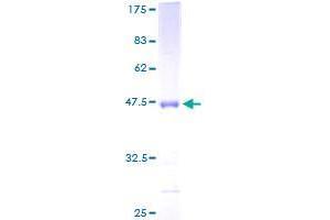 Apolipoprotein M Protein (APOM) (AA 23-188) (GST tag)