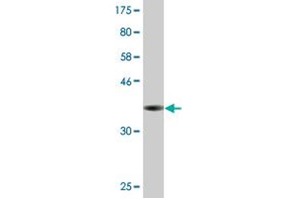 EIF2S2 antibody  (AA 1-100)