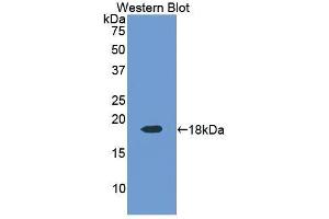Western Blotting (WB) image for anti-Ribonuclease, RNase A Family, 4 (RNASE4) (AA 30-147) antibody (ABIN1176029) (RNASE4 antibody  (AA 30-147))