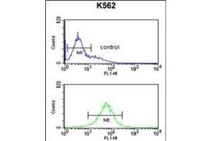 SGP Antibody (Center) (ABIN651464 and ABIN2840255) flow cytometric analysis of K562 cells (bottom histogram) compared to a negative control cell (top histogram). (SMAGP antibody  (AA 46-75))