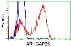 Image no. 2 for anti-rho GTPase Activating Protein 25 (ARHGAP25) antibody (ABIN1496703) (ARHGAP25 antibody)