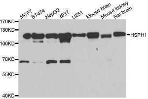 Western blot analysis of extracts of various cell lines, using HSPH1 antibody. (HSPH1 antibody  (AA 659-858))