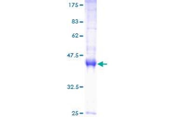 EEF1E1 Protein (AA 1-174) (GST tag)