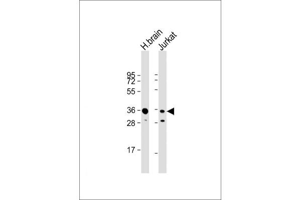 GNB1 antibody  (N-Term)