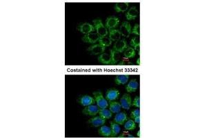 ICC/IF Image Immunofluorescence analysis of methanol-fixed A431, using Glypican 1, antibody at 1:200 dilution.