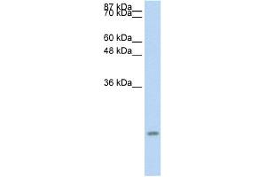 WB Suggested Anti-CCL13 Antibody Titration:  0. (CCL13 antibody  (Middle Region))