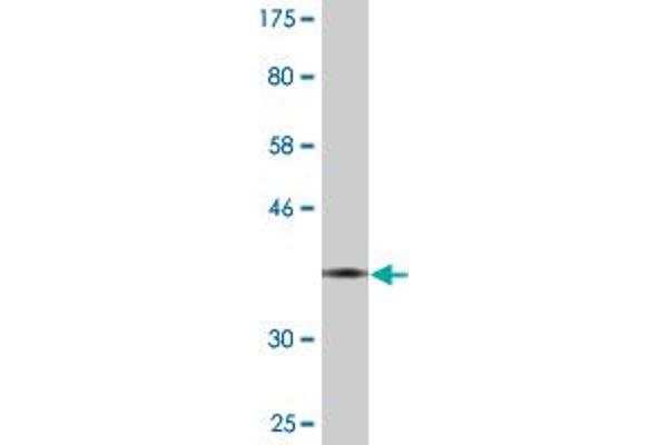 EED antibody  (AA 342-441)