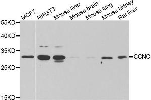 Western blot analysis of extracts of various cell lines, using CCNC antibody (ABIN6290266) at 1:1000 dilution.