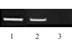 Histone H3 dimethyl Lys9 antibody tested by ChIP. (Histone 3 antibody  (H3K9me2))