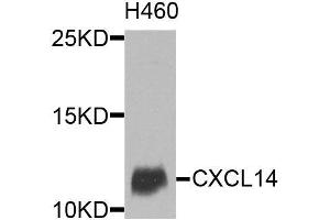 Western blot analysis of extracts of H460 cells, using CXCL14 antibody (ABIN6003589) at 1/1000 dilution. (CXCL14 antibody)
