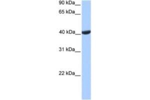 Western Blotting (WB) image for anti-Phosphoglycerate Kinase 2 (PGK2) antibody (ABIN2463615) (PGK2 antibody)